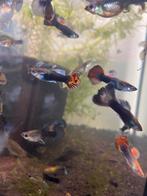 Guppy’s mannen en vrouwen, Dieren en Toebehoren