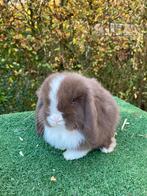 Nederlands hangoor/ mini lop, Dieren en Toebehoren, Konijnen, Hangoor