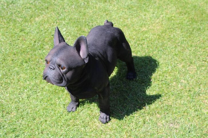Een Franse balhond die van natuurlijke grootte staat., Tuin en Terras, Tuinbeelden, Nieuw, Dierenbeeld, Kunststof, Ophalen