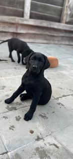 Knap zwart labrador teefje exclusief in huis gefokt, Dieren en Toebehoren, België, Fokker | Hobbymatig, CDV (hondenziekte), 8 tot 15 weken