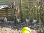 Cochins kippen, Dieren en Toebehoren, Pluimvee, Kip