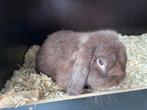 Minilop mannetje, Dieren en Toebehoren