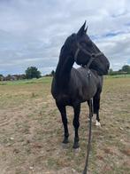 Paard te leas, Dieren en Toebehoren, Ruin, Zadelmak, Gechipt, 160 tot 165 cm