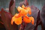 Canna-(oranje) 3 planten, Tuin en Terras, Planten | Tuinplanten, Overige soorten, Volle zon, Eenjarig, Ophalen of Verzenden
