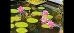 compacte roze waterlelie, Tuin en Terras, Planten | Tuinplanten, Ophalen of Verzenden