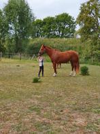 Topbrave quarter merrie met AQHA papier, Dieren en Toebehoren, Paarden, Merrie, Minder dan 160 cm, Niet van toepassing, Westernpaard