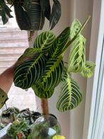Maranta Lemon Lime, Ophalen of Verzenden