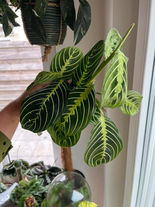 Maranta Lemon Lime, Huis en Inrichting, Kamerplanten, Ophalen of Verzenden