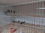 Japanse Meeuwen, Dieren en Toebehoren, Vogels | Overige Vogels