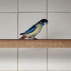 Brown Rosella’s, Dieren en Toebehoren