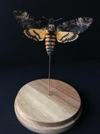 Papillon Sphinx Tête de Mort Acherontia Atropos XL Globe, Collections, Collections Animaux, Insecte, Animal empaillé, Enlèvement ou Envoi