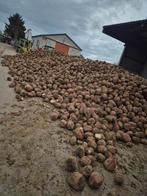 Voederbieten te koop, Ophalen