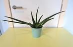 Plant Aloë Vera, Maison & Meubles, Plantes d'intérieur, Plante succulente, En pot, Plein soleil, Moins de 100 cm