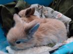 Nederlands dwerghangoor konijn mét 2 kleintjes, Dieren en Toebehoren, Konijnen, Meerdere dieren, Hangoor