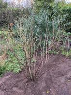 Ribes rubrum - Witte bes 'Witte Parel', Ophalen, Volle zon, Vaste plant, Fruitplanten