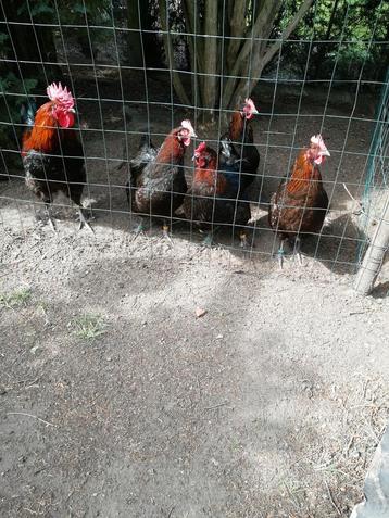 Broedeieren marans zwart koperhals, Dieren en Toebehoren