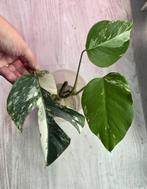 Monstera albo stek, Ophalen