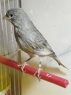 Kanaries te koop. Mannen en poppen van vorig jaar, Dieren en Toebehoren, Vogels | Kanaries