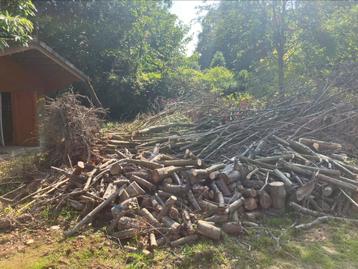 Brandhout (eik,beuk,kerselaar,conifeer,…)grote hoeveelheid beschikbaar voor biedingen