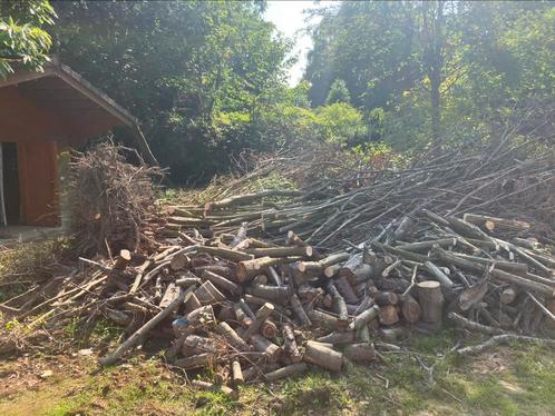 Brandhout (eik,beuk,kerselaar,conifeer,…)grote hoeveelheid, Tuin en Terras, Brandhout, Blokken, Ophalen