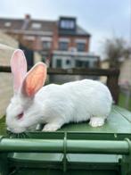 Duitse reus albino, Dieren en Toebehoren