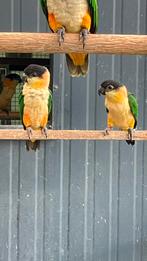 Zwartkop caique, Dieren en Toebehoren, Vogels | Parkieten en Papegaaien, Geringd