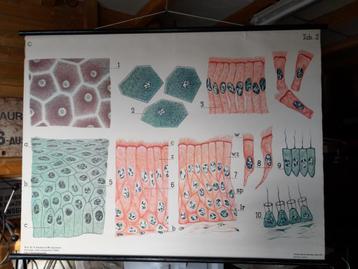 Vintage linnen schoolkaart weefsel, Antiek en Kunst, Ophalen of Verzenden