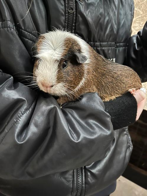 Tam en lieve Cavia te koop!, Dieren en Toebehoren, Knaagdieren, Mannelijk, Cavia, Tam