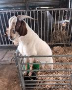 boerbok, Dieren en Toebehoren, Schapen, Geiten en Varkens, Mannelijk, Geit, 3 tot 5 jaar
