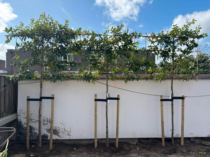 Leivorm portugese laurier azorica tico 180 of 200 stam 10-12, Tuin en Terras, Planten | Bomen, Ophalen