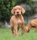 Vizsla, Dieren en Toebehoren, Honden | Setters en Staande honden, België, Overige rassen, CDV (hondenziekte), 8 tot 15 weken