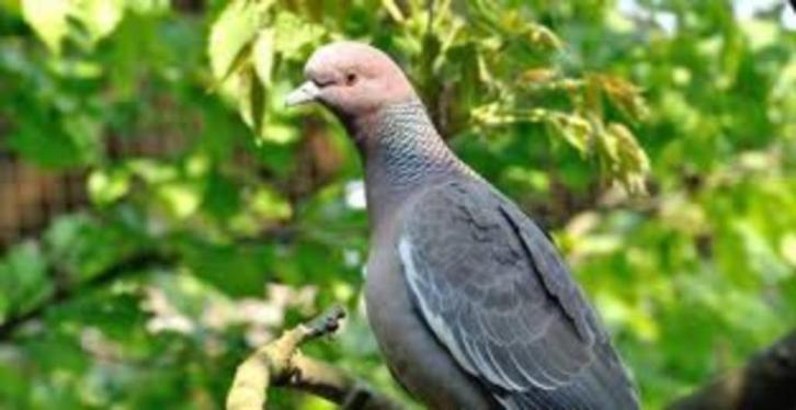 Pigeon Picazuro, Animaux & Accessoires, Oiseaux | Pigeons, Autres espèces, Plusieurs animaux