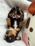 Prachtige dwergteckel pups, Dieren en Toebehoren, België, CDV (hondenziekte), 8 tot 15 weken, Korthaar