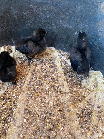 Kuikens Ayam Cemani x marans beschikbaar voor biedingen