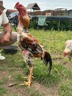 Thai shamo Haan & Heen, Dieren en Toebehoren, Pluimvee, Meerdere dieren, Kip