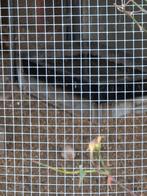 Witte en gele kanaries, Dieren en Toebehoren, Vogels | Kanaries