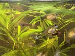 Guppies, Dieren en Toebehoren, Vissen | Aquariumvissen, Vis, Zoetwatervis, Schoolvis