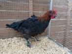 Marans zwart koper haan van 1/2