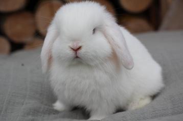 Minilop rammelaar beschikbaar voor biedingen