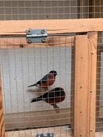 Goudvinken 2025, Meerdere dieren, Geringd