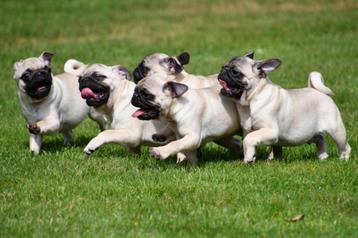 Mopshond pups te koop beschikbaar voor biedingen