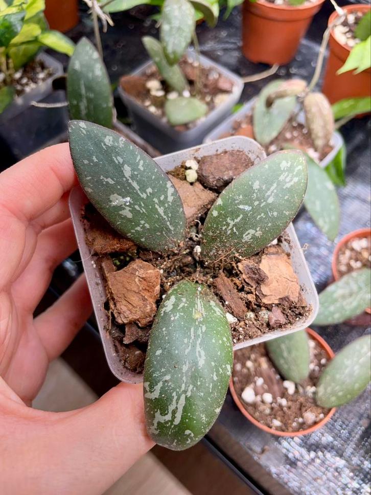 Hoya sigillatis ah001, Huis en Inrichting, Kamerplanten, Volle zon, Ophalen of Verzenden
