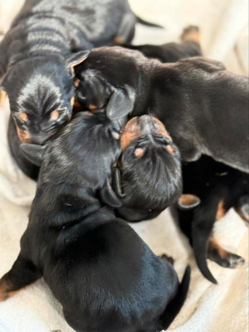 Dwerg/kaninchen teckel pups, Dieren en Toebehoren, Honden | Teckels en Dashonden, Meerdere dieren, Korthaar, Kaninchen, Fokker | Professioneel