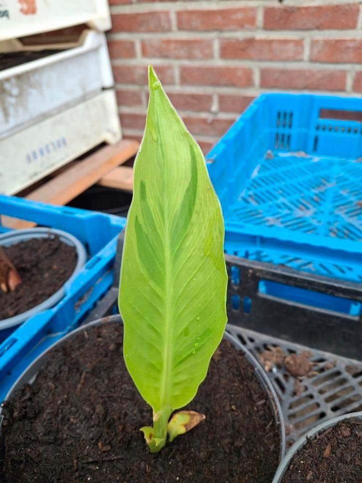 Canna Wolfsong, Tuin en Terras, Planten | Tuinplanten, Ophalen of Verzenden