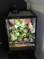 Terrarium met wimpergekko, Enlèvement, Comme neuf, Terrarium ou Paludarium