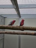 Rosé kaketoes(koppel), Dieren en Toebehoren, Vogels | Parkieten en Papegaaien