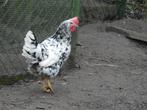 leghorn hennen verschillende kleurslagen, Dieren en Toebehoren, Pluimvee, Vrouwelijk, Kip