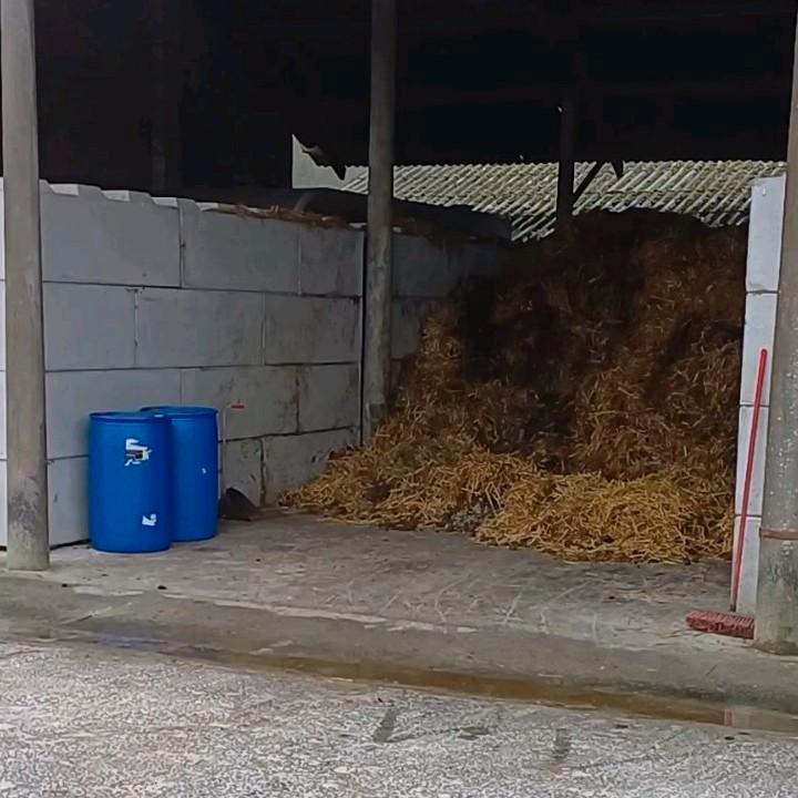 Fumier de cheval facile d'accès gratuit, Jardin & Terrasse, Terre & Fumier, Fumier, Enlèvement