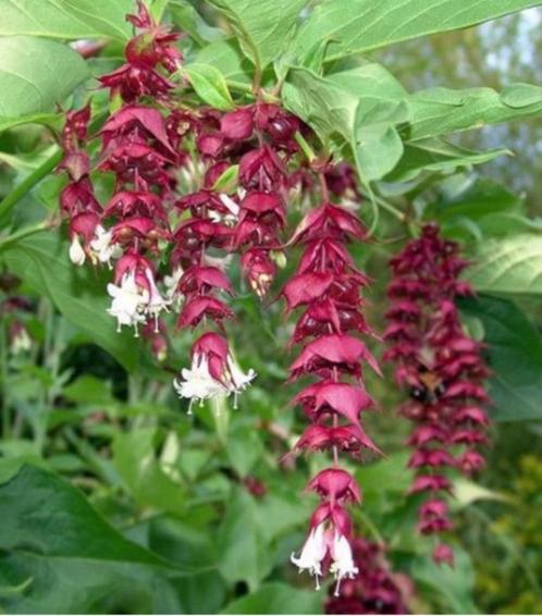 Fazantenbes-Leycesteria purple rain-opvallende vruchten!, Tuin en Terras, Planten | Tuinplanten, Ophalen of Verzenden