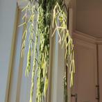 hoya linearis stekjes, Huis en Inrichting, Kamerplanten, Ophalen